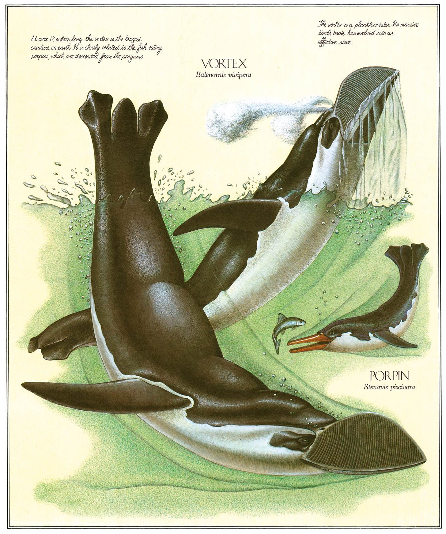 Fossilized remains of human-sized "monster" penguin unearthed - boing -  Boing Boing BBS