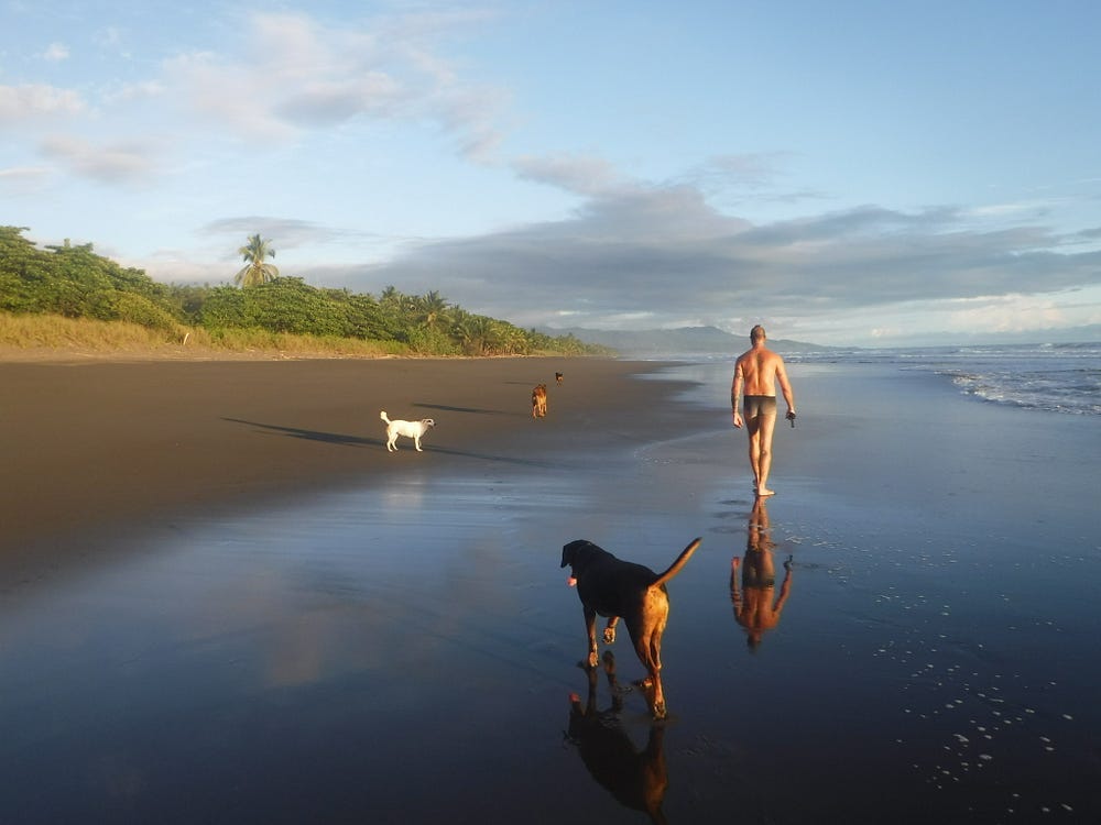 A man walks on a wide beach with four dogs
