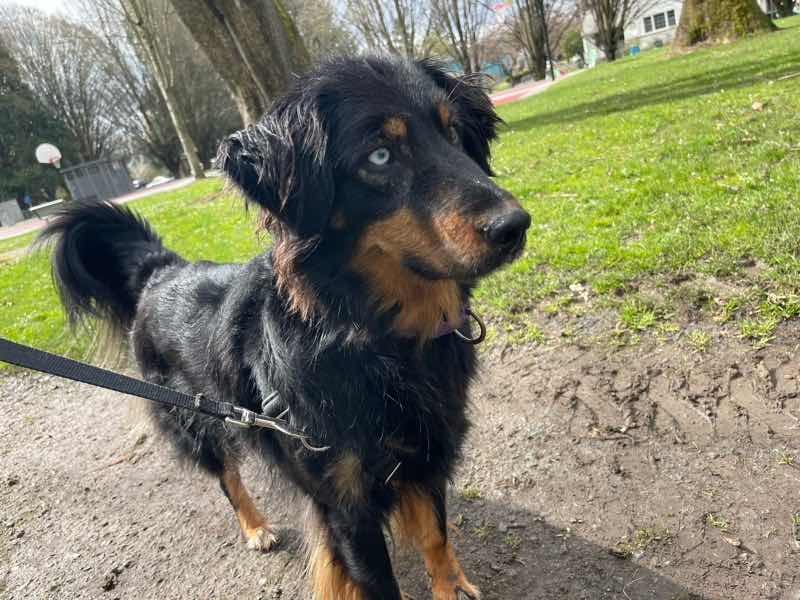Long haired black and brown dog in park, looking alert