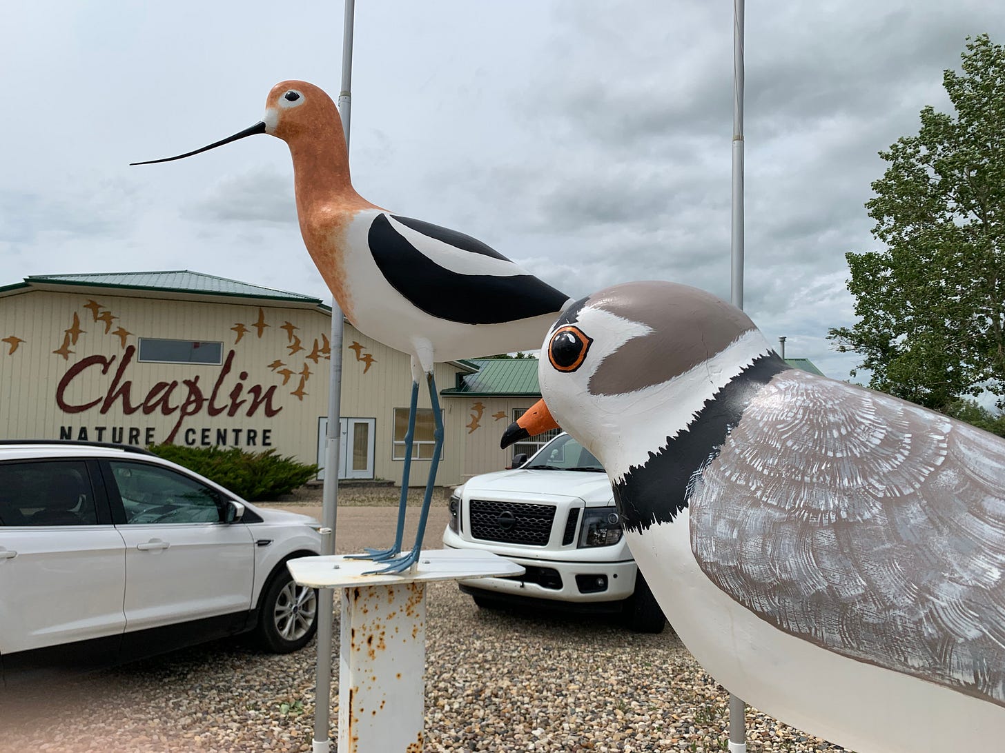 Two statues of birds outside the Chaplin Nature Centre at Chaplin Lake. The American Avocet is a tall wader with long blue legs,a black and white body, an orange-pink neck and head, and a long black slightly upturned bill. The Piping Plover has grey-brown wings, grey head, white belly and a black collar. 