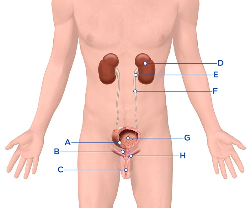 Men - Urinary Tract System - Wellspect