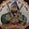 Khalsa Supremacist's avatar