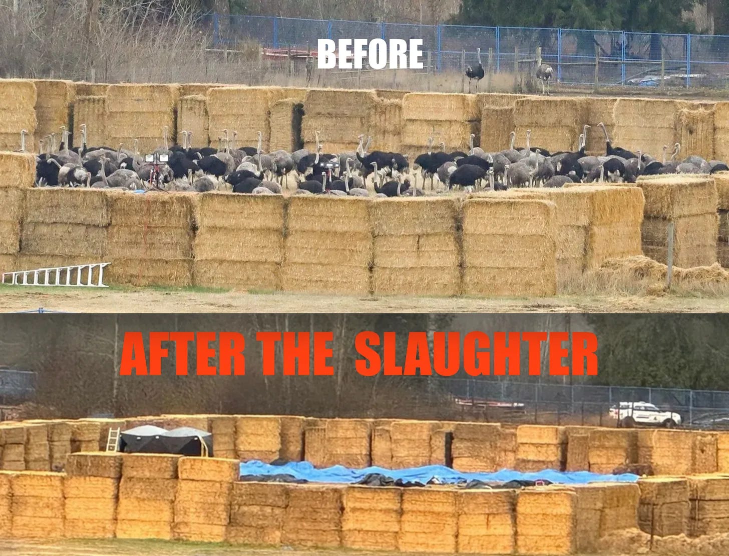 Ostriches Executed in Canada for No Good Reason.
