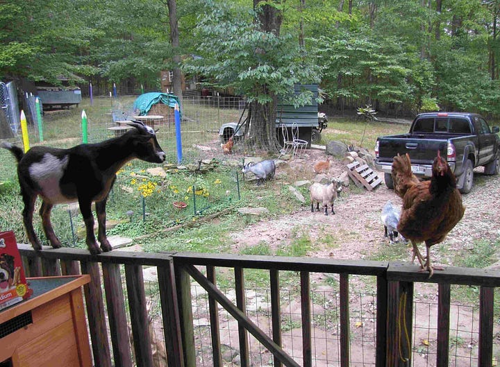 Animals and buildings at the Appalachian Catholic Worker