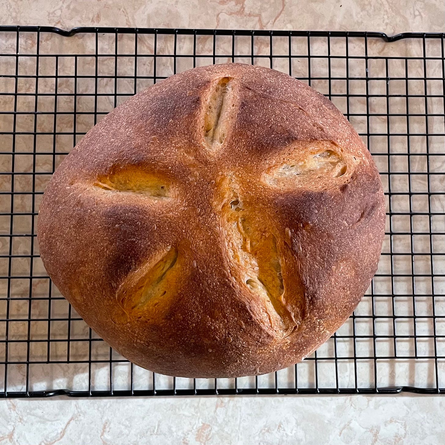  A round loaf of bread with 5 slashes meant to look like a starfish. The bottom right slash is much bigger than the rest.