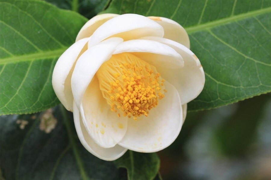 Camellia Lucii Camellia Lucii
