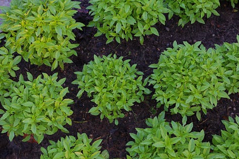 various basil plant varieties