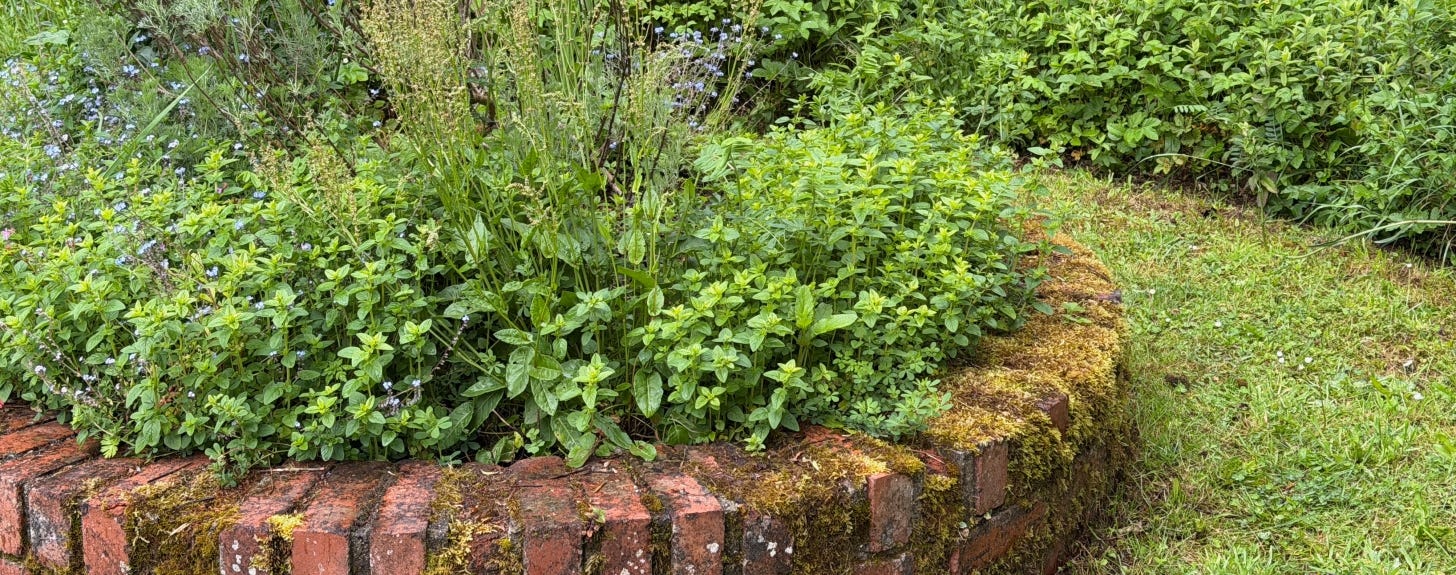 A circular brick lined bed full of herbs