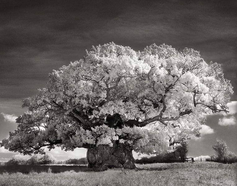THE BOWTHORPE OAK