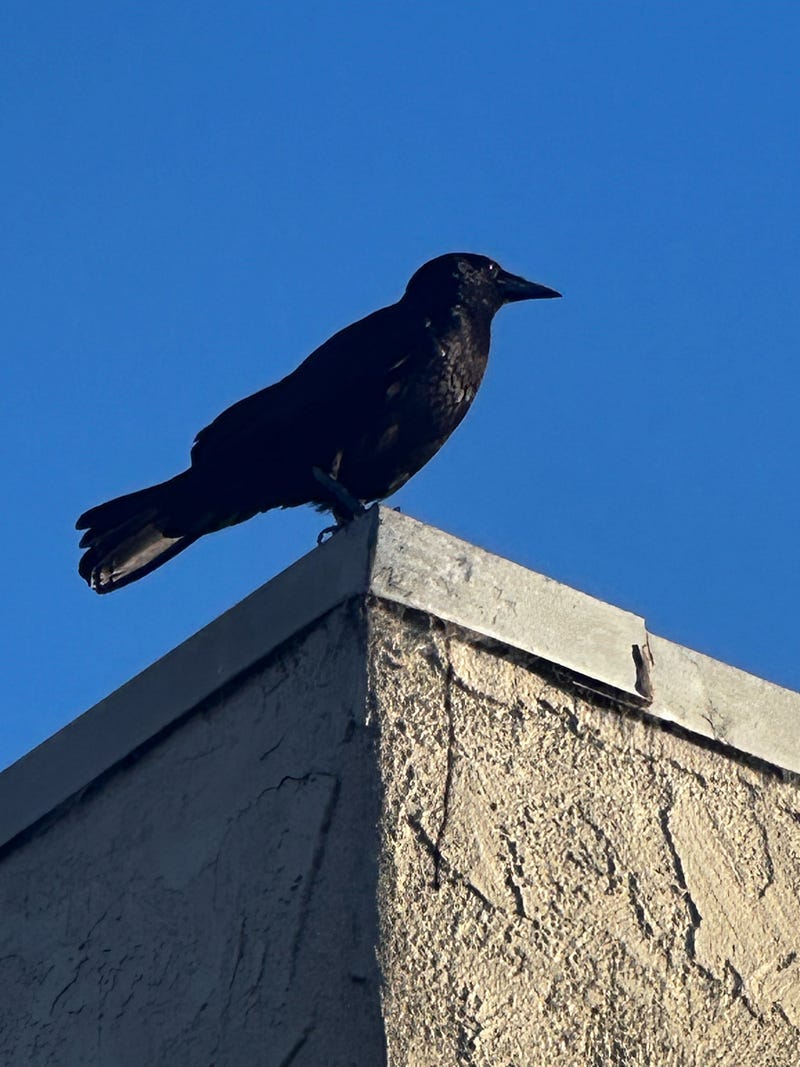 Regal Crow. Copyrighted by Mark Tulin.