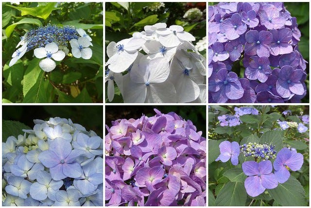 Hydrangea Medley Hydrangea Medley