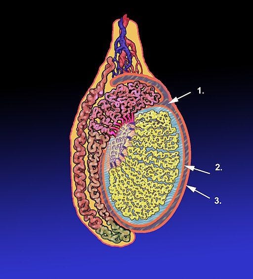 Tunica_vaginalis.jpg