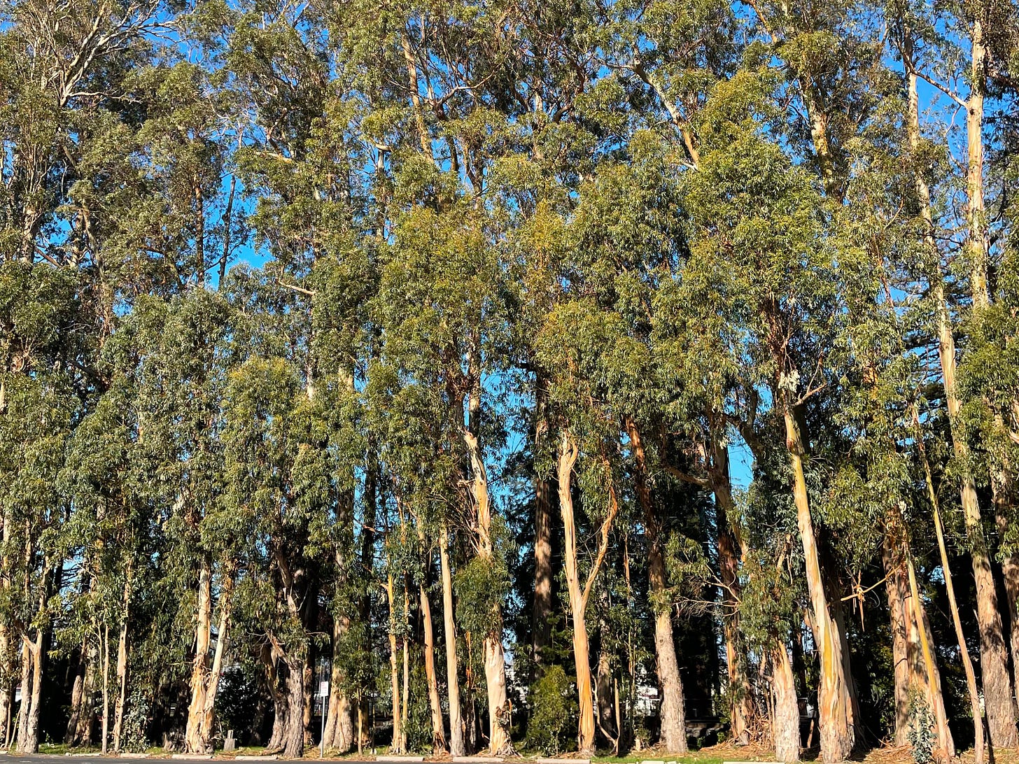 A row of tall eucalyptus trees with slender, pale trunks and green leaves standing behind a paved road under a clear blue sky. A row of tall eucalyptus trees with slender, pale trunks and green leaves standing behind a paved road under a clear blue sky.