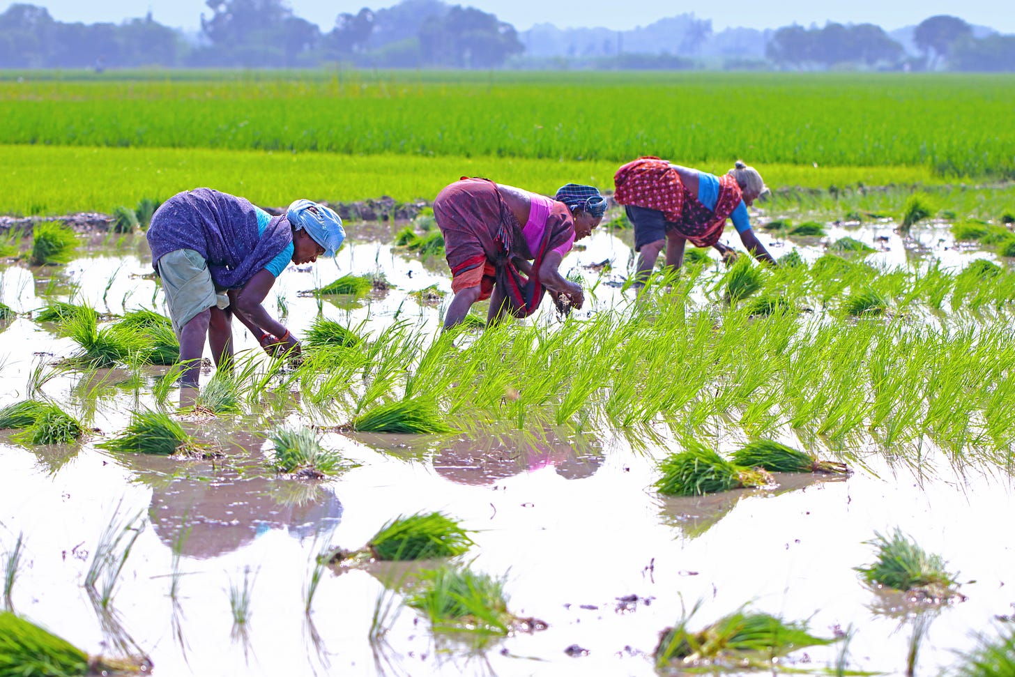Three women bent over in ankle-deep water. Bright green grasses and blue trees in the background. Three women bent over in ankle-deep water. Bright green grasses and blue trees in the background.