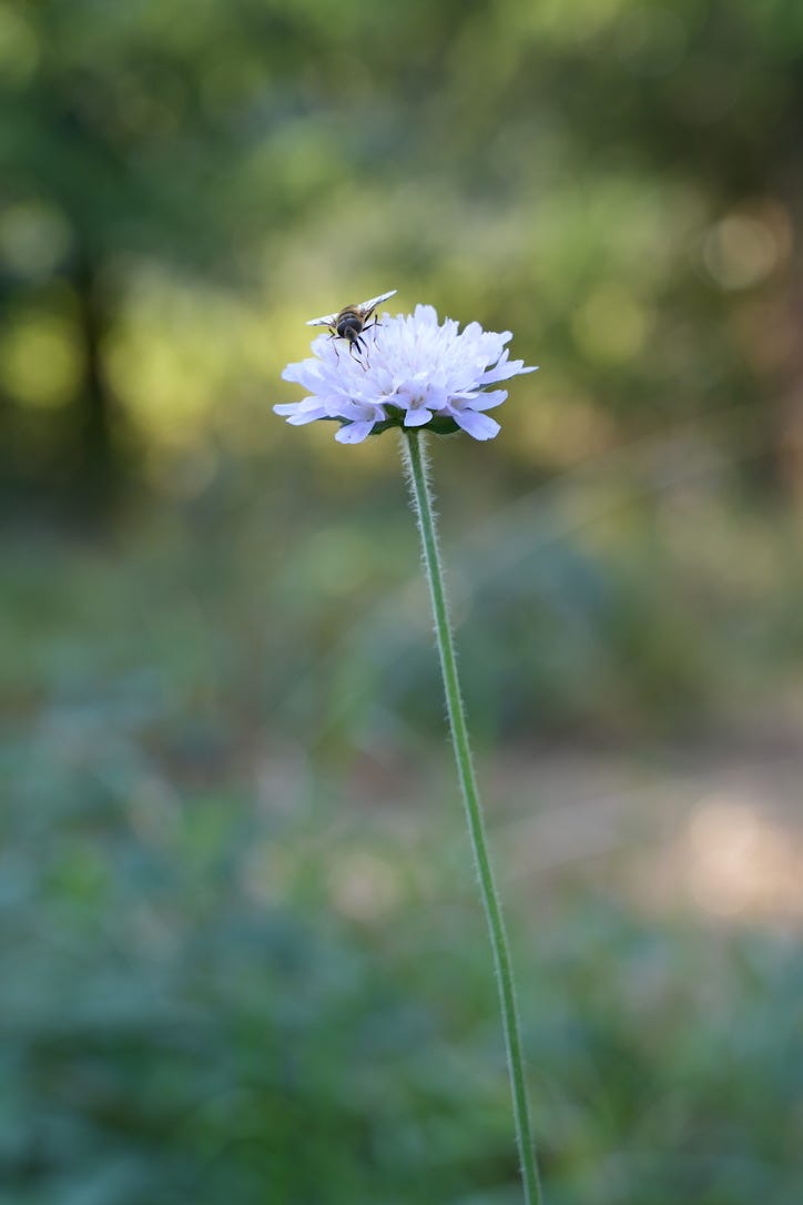 Knautia arvensis | field scabious and hoverfly Knautia arvensis | field scabious and hoverfly