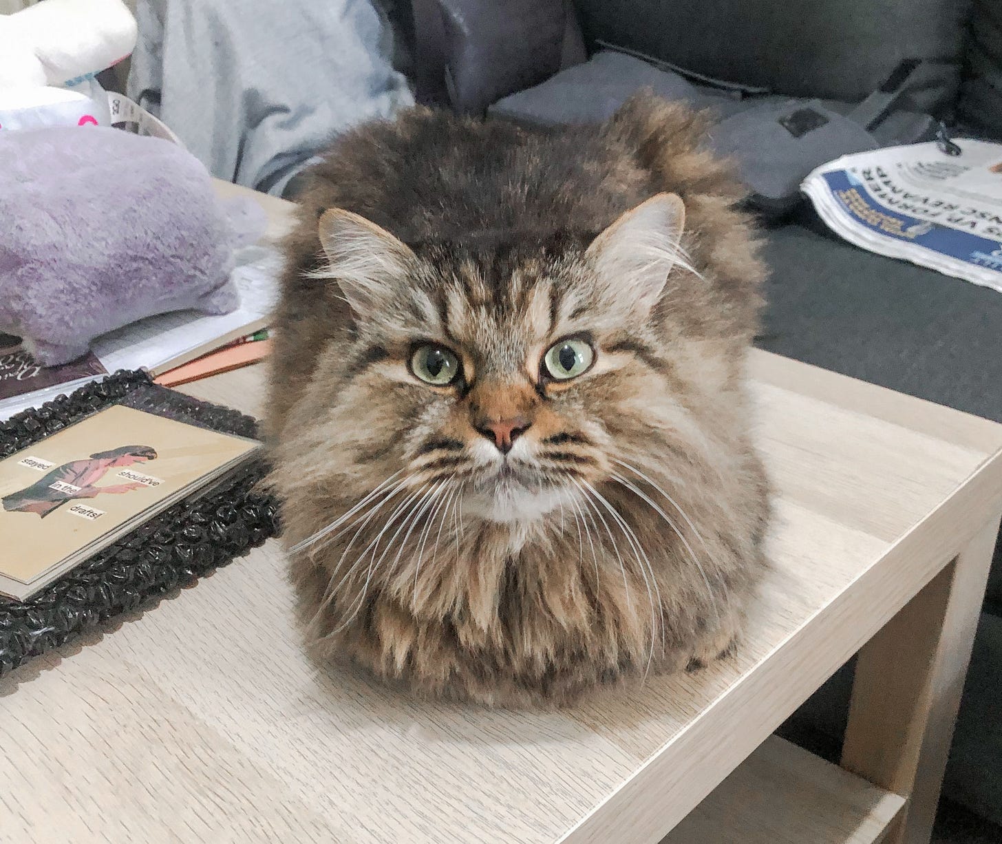 Bonkey is a long haired Persion kitty with a beautiful coat of lush brown tabby fur. Bonkey is relaxing in a loaf shape and facing the camera. Bonkey is a long haired Persion kitty with a beautiful coat of lush brown tabby fur. Bonkey is relaxing in a loaf shape and facing the camera.