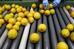 An Orange And Grapefruit Packing Facility As Harvest Increases After Long Decline An Orange And Grapefruit Packing Facility As Harvest Increases After Long Decline
