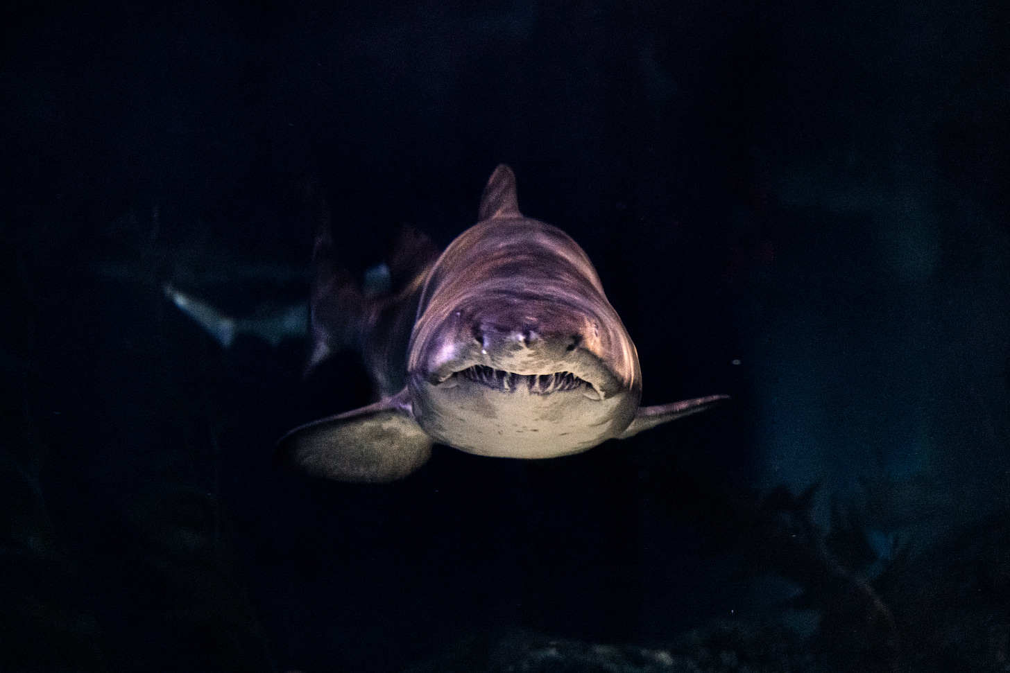 shark showing its teeth