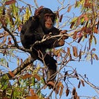 Primatology.net