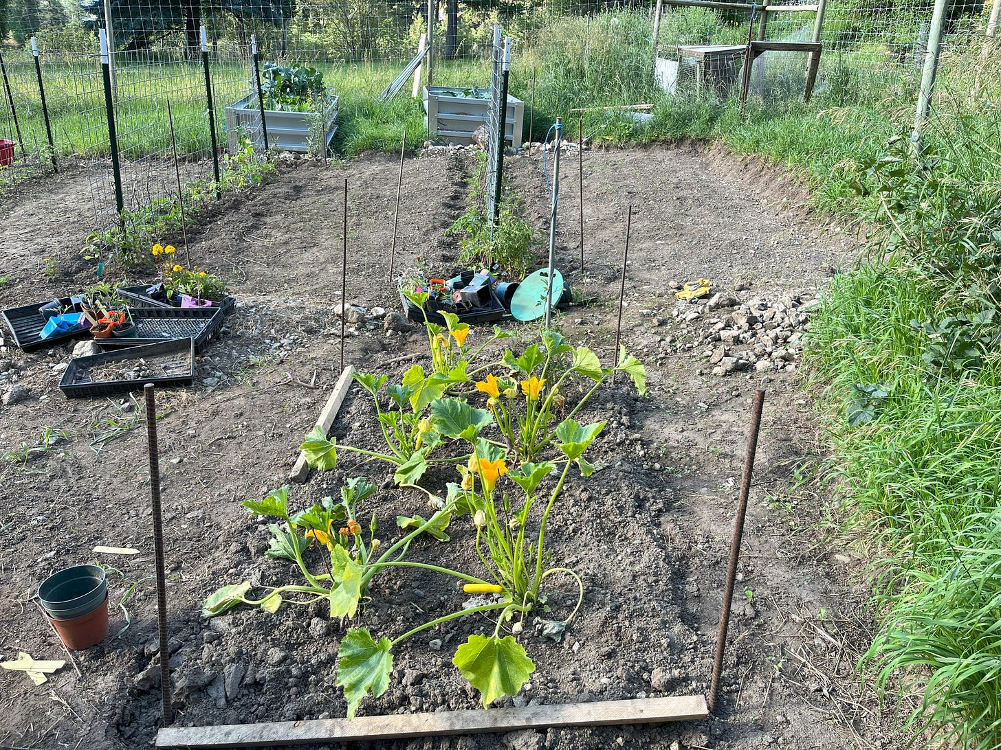 garden beds with yellow zucchini in the foreground and tomato trellis in the distance