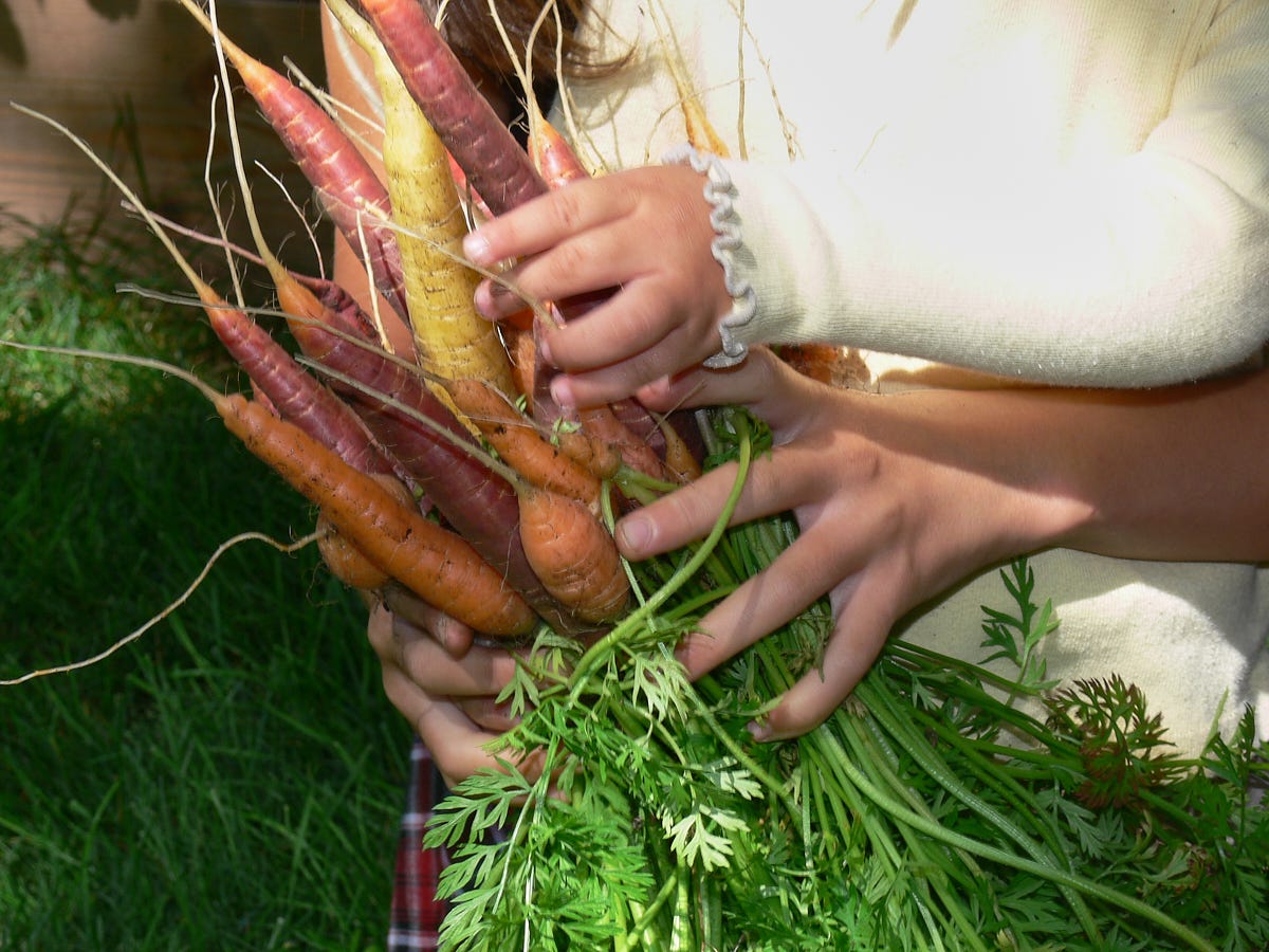 some kid hands holding freshly-picked carrots