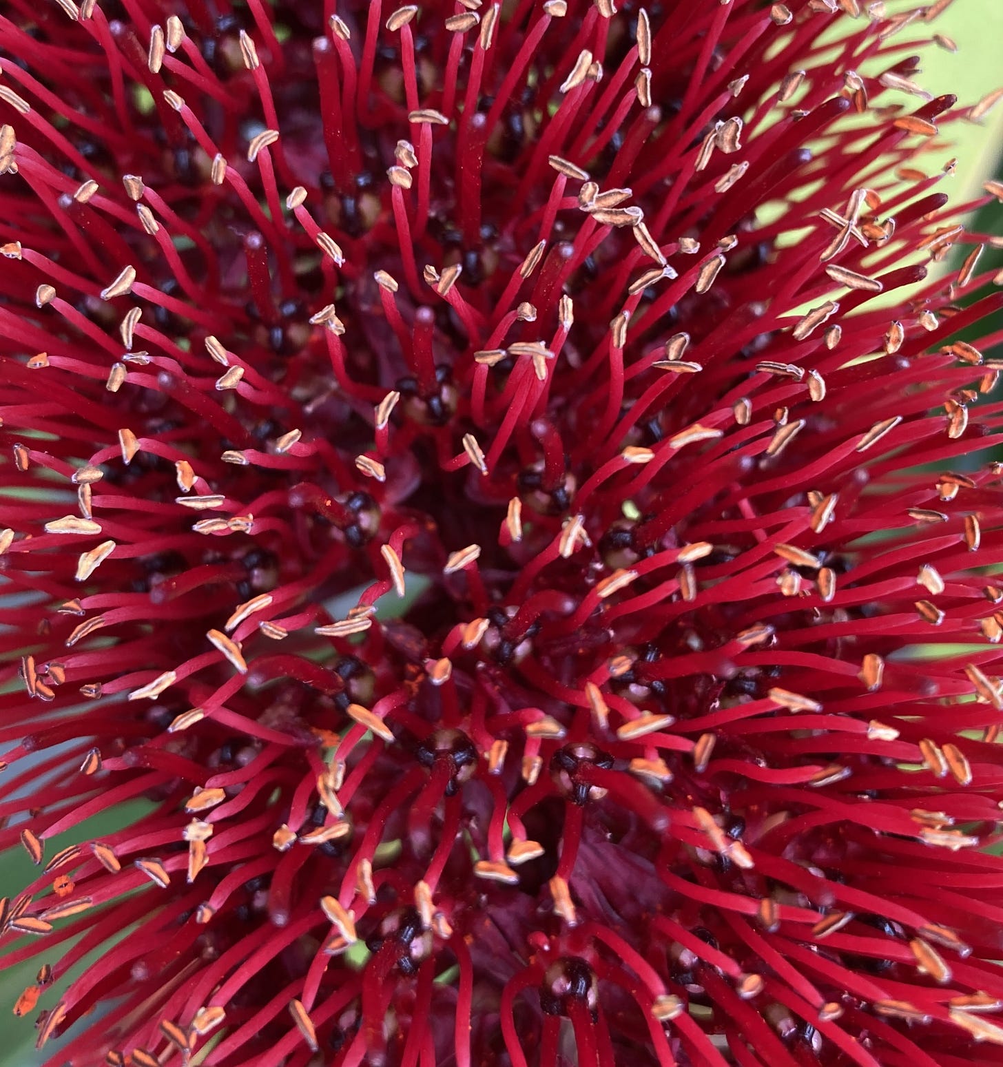 Red stamens tipped with yellowish anthers
