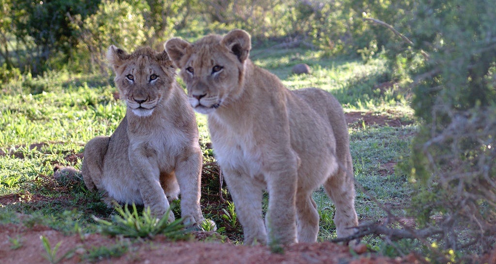 2017sep24 Two cubs
