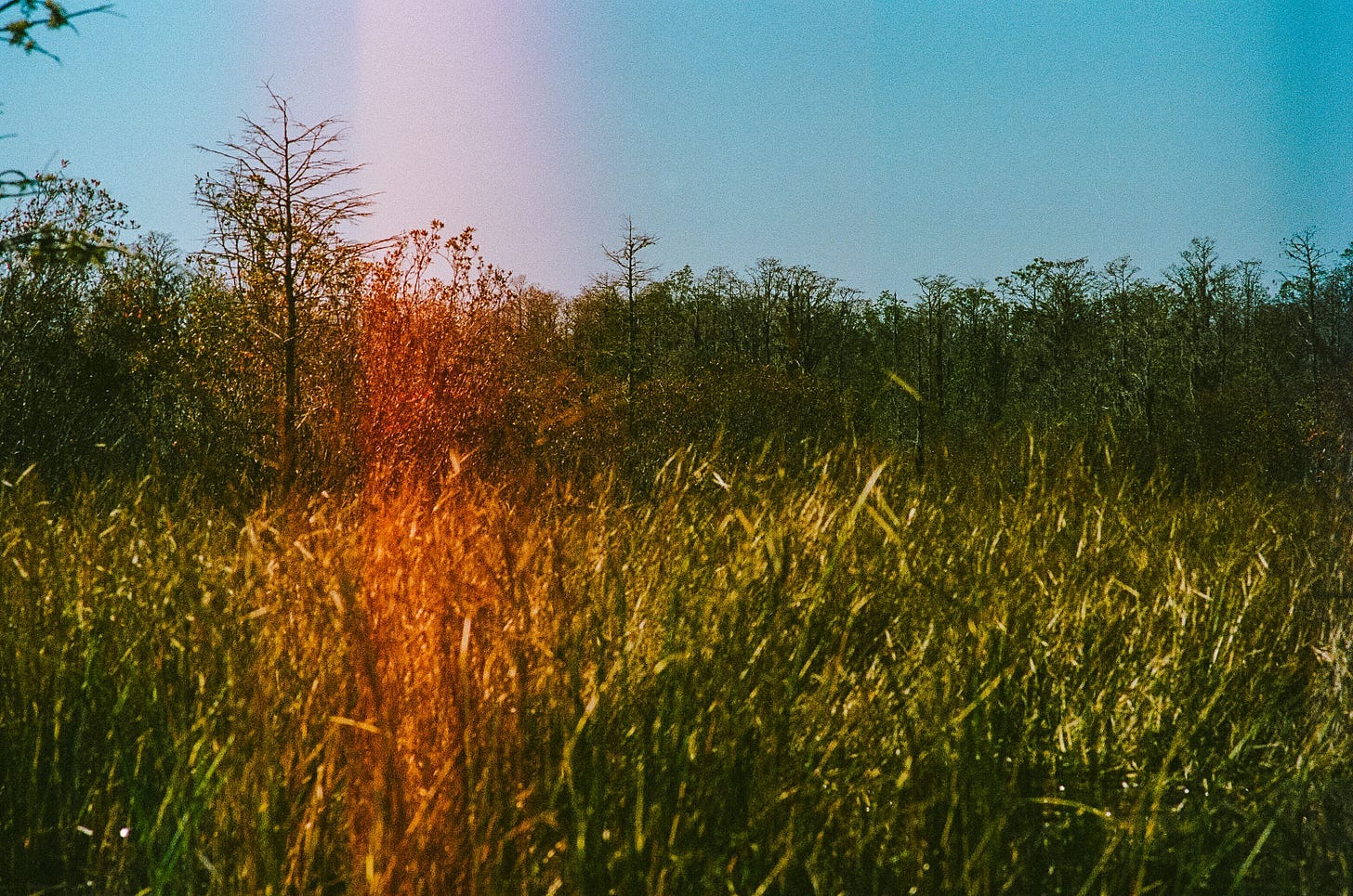 A field of tall grass

AI-generated content may be incorrect.