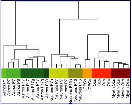 cahoybraincellexpression