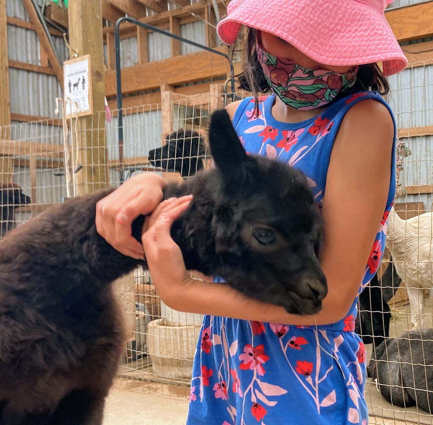 girl hugging baby alpaca