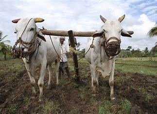 Image result for A yoke