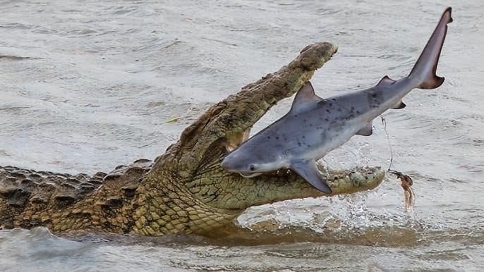 Crocodile eating a young shark