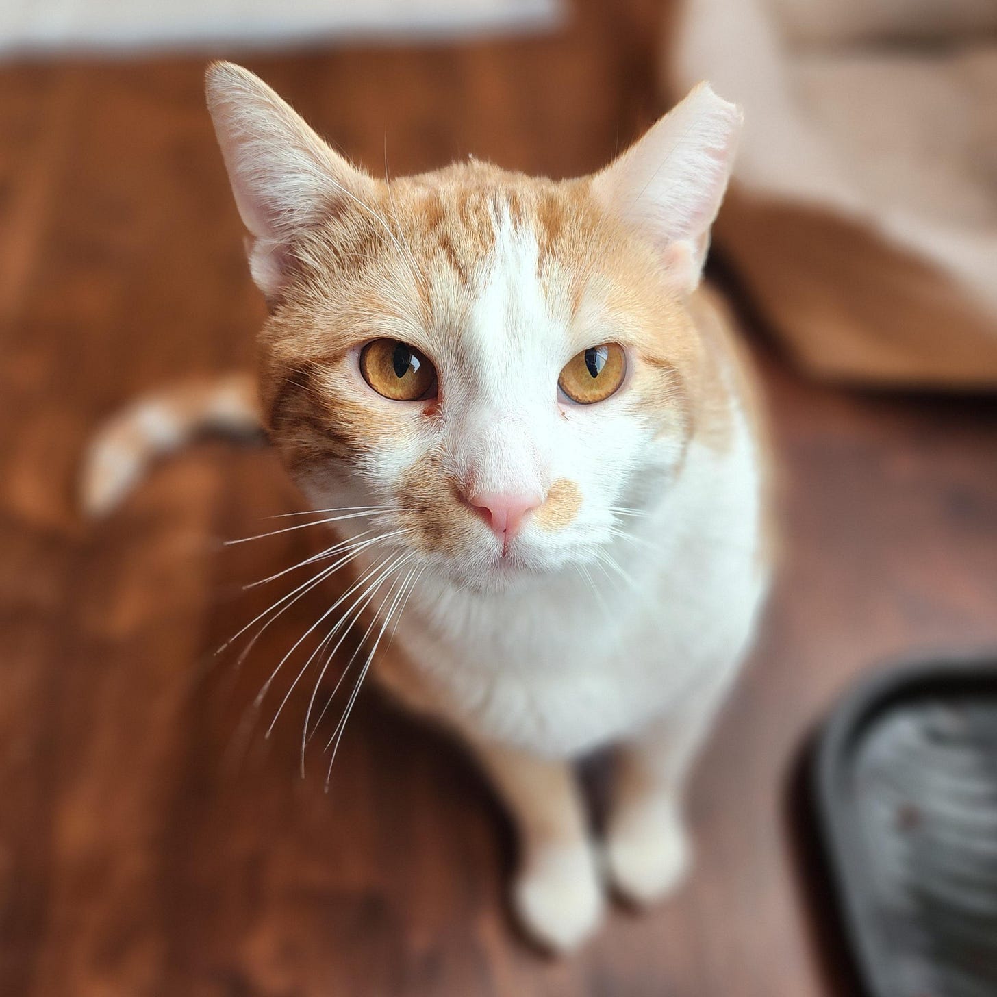 Enlarge Jancy, a Adoptable Domestic Short Hair in New York, NY image 1/6