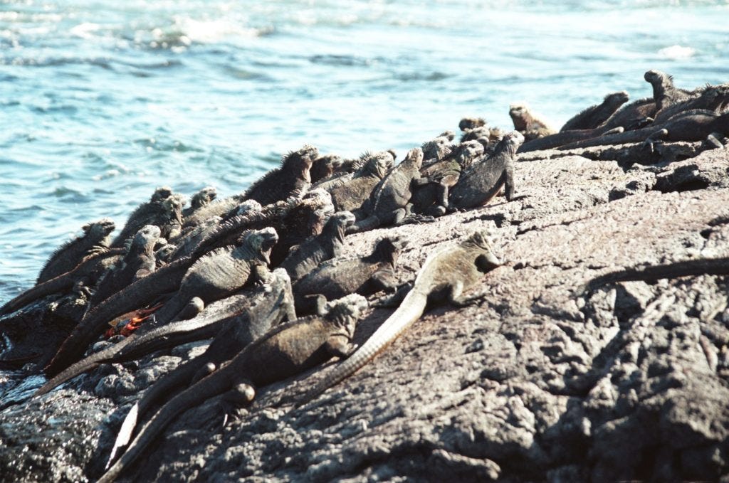 Galapagos, Tiere, Echse Galapagos, Tiere, Echse