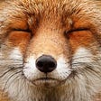 fox's avatar