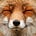 fox's avatar