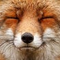 fox's avatar