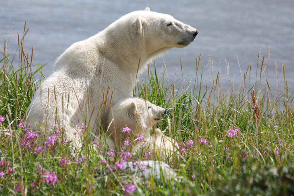 Happy Mother's Day! A Mothers and Cubs Gallery. - Churchill Wild Polar Bear Tours Happy Mother's Day! A Mothers and Cubs Gallery. - Churchill Wild Polar Bear Tours