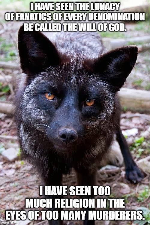 This may contain: a black wolf standing on top of a forest floor