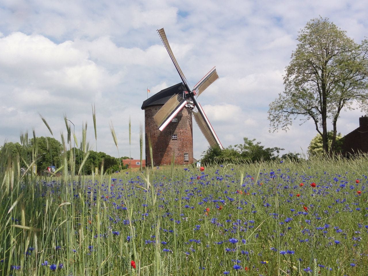 Ancient Dutch Windmill ‘De Buitenmolen’ in Zevenaar Ancient Dutch Windmill ‘De Buitenmolen’ in Zevenaar
