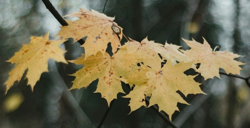 yellow maple leaf in tilt shift lens