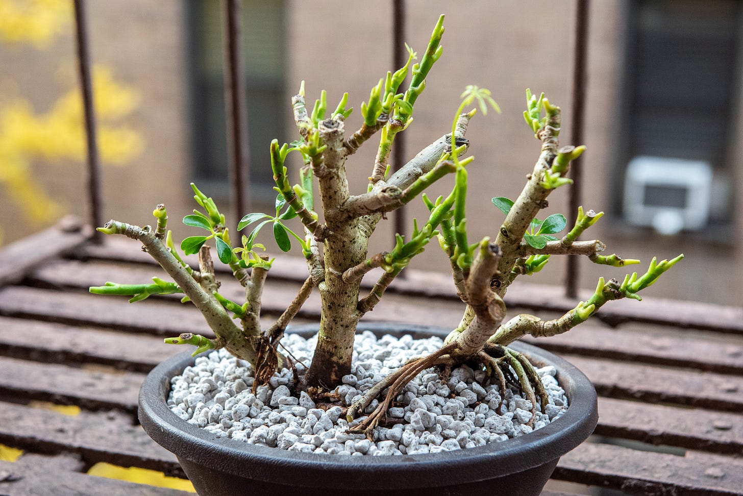 ID: Umbrella tree clump bonsai planted in pumice