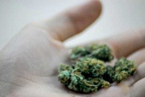 Cannabis closeup