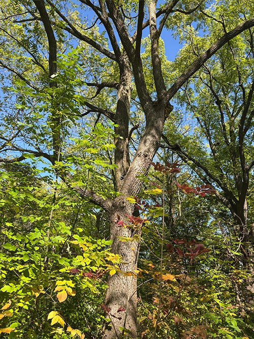 Black walnut tree