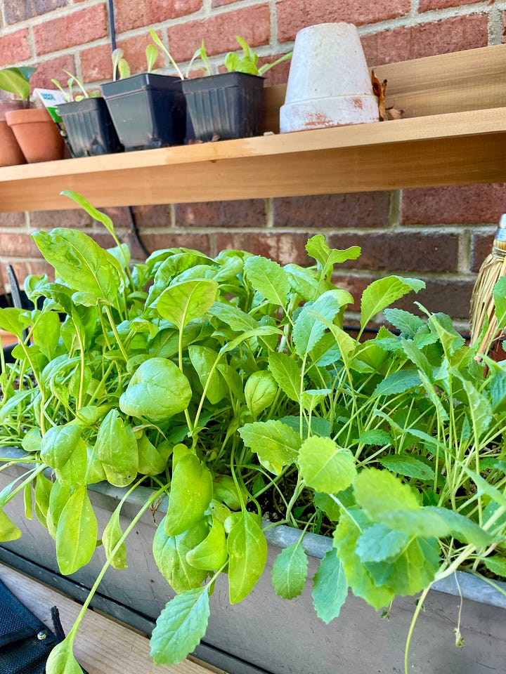 starting seeds in self-watering planters