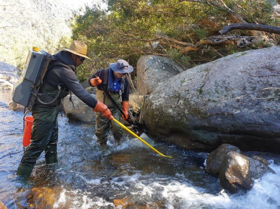electrofishing for blue mountains perch electrofishing for blue mountains perch