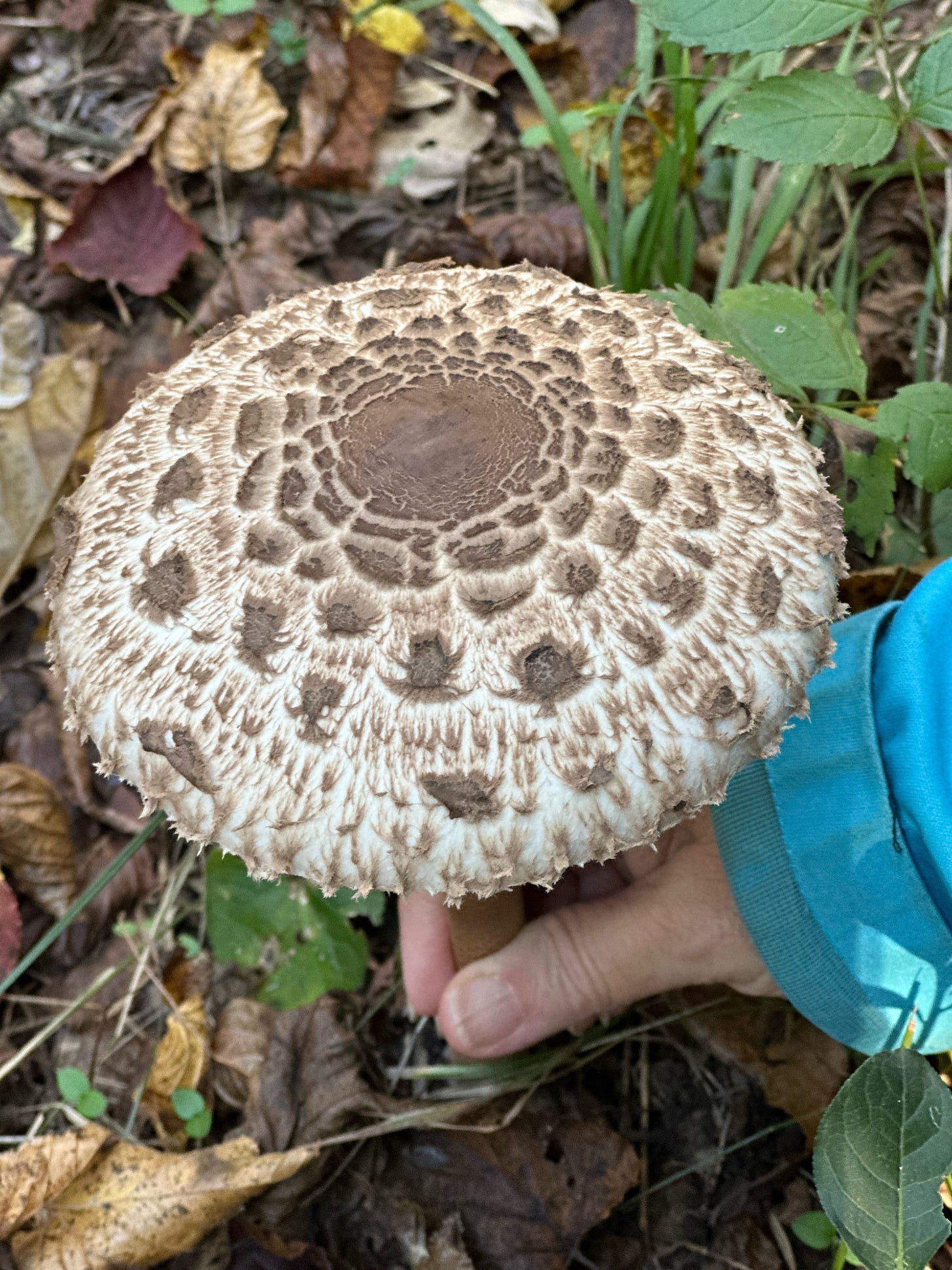 Picking a mushroom 