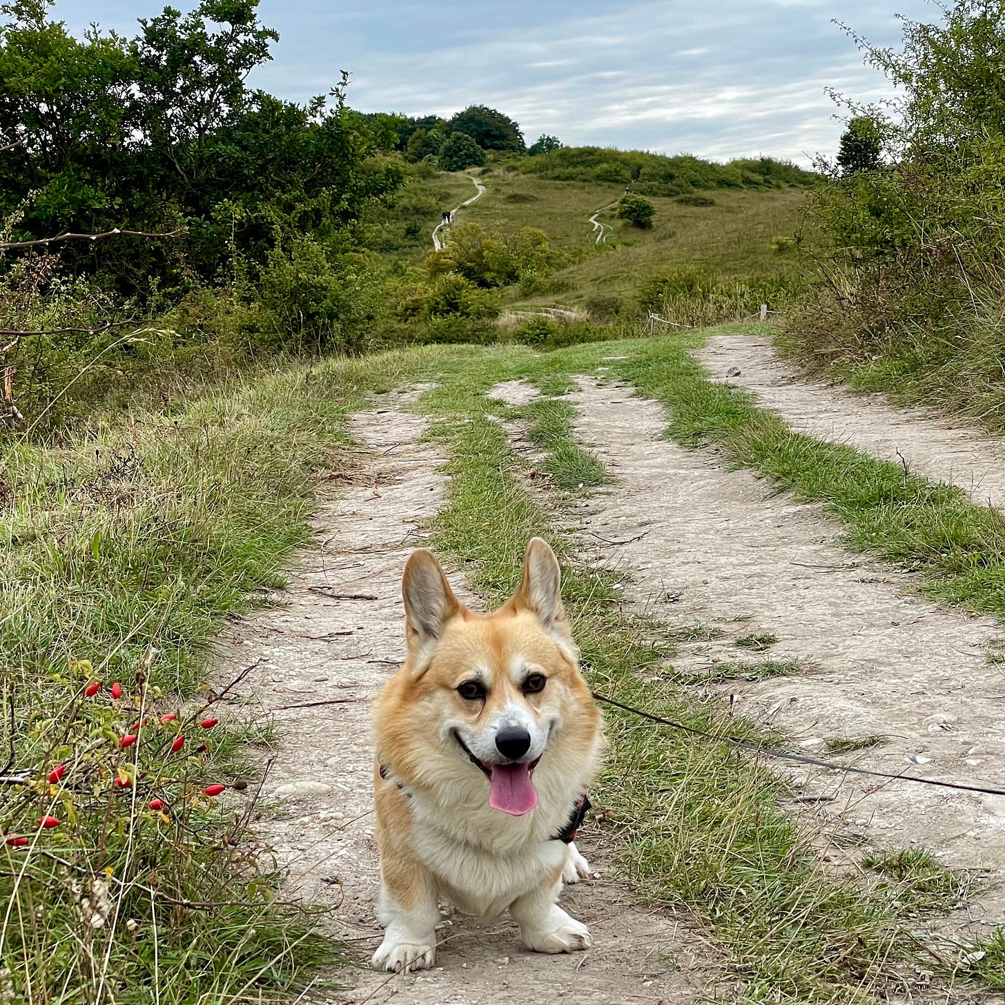 Leo the corgi
