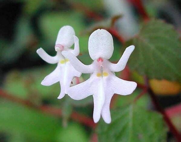 Orchideenblüten, die wie tanzende Menschen aussehen