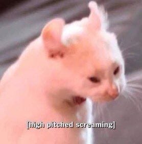 This may contain: a white cat with its mouth open and the caption high pitched screaming